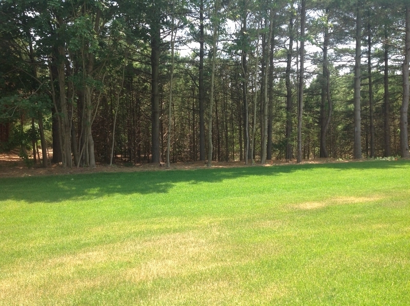 View of the Backyard
